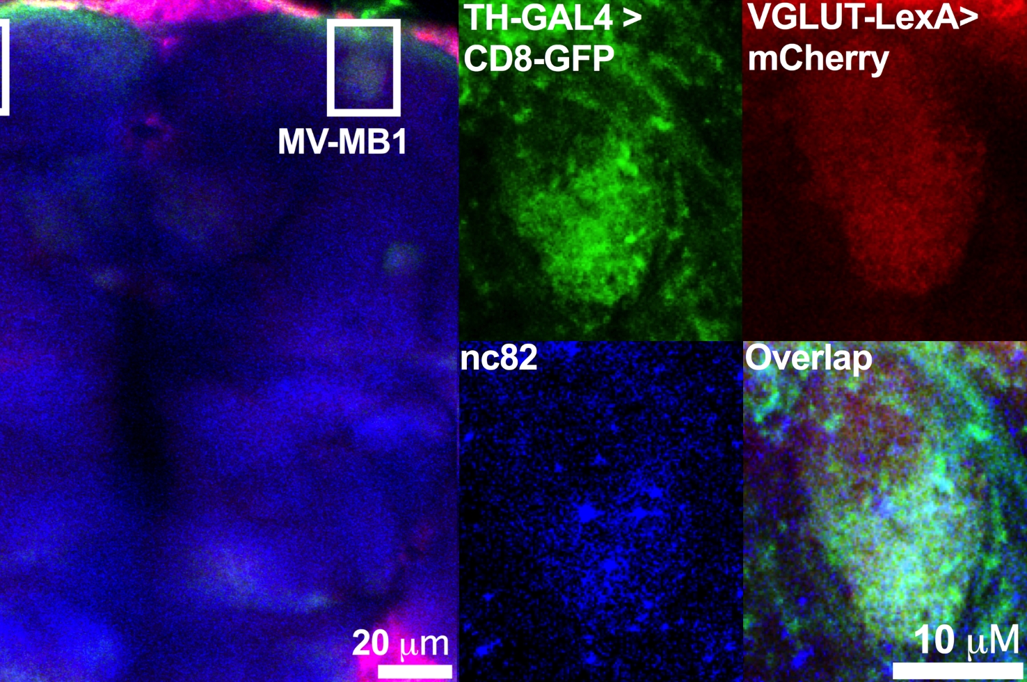 Freyberg & Colleagues Neuron 2017 Freyberg & Colleagues Neuron 2017