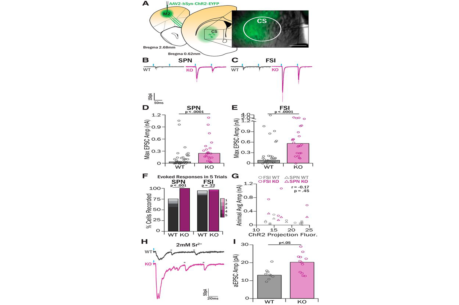 Ahmari and Colleagues Journal of Neuroscience 2019 Ahmari and Colleagues Journal of Neuroscience 2019