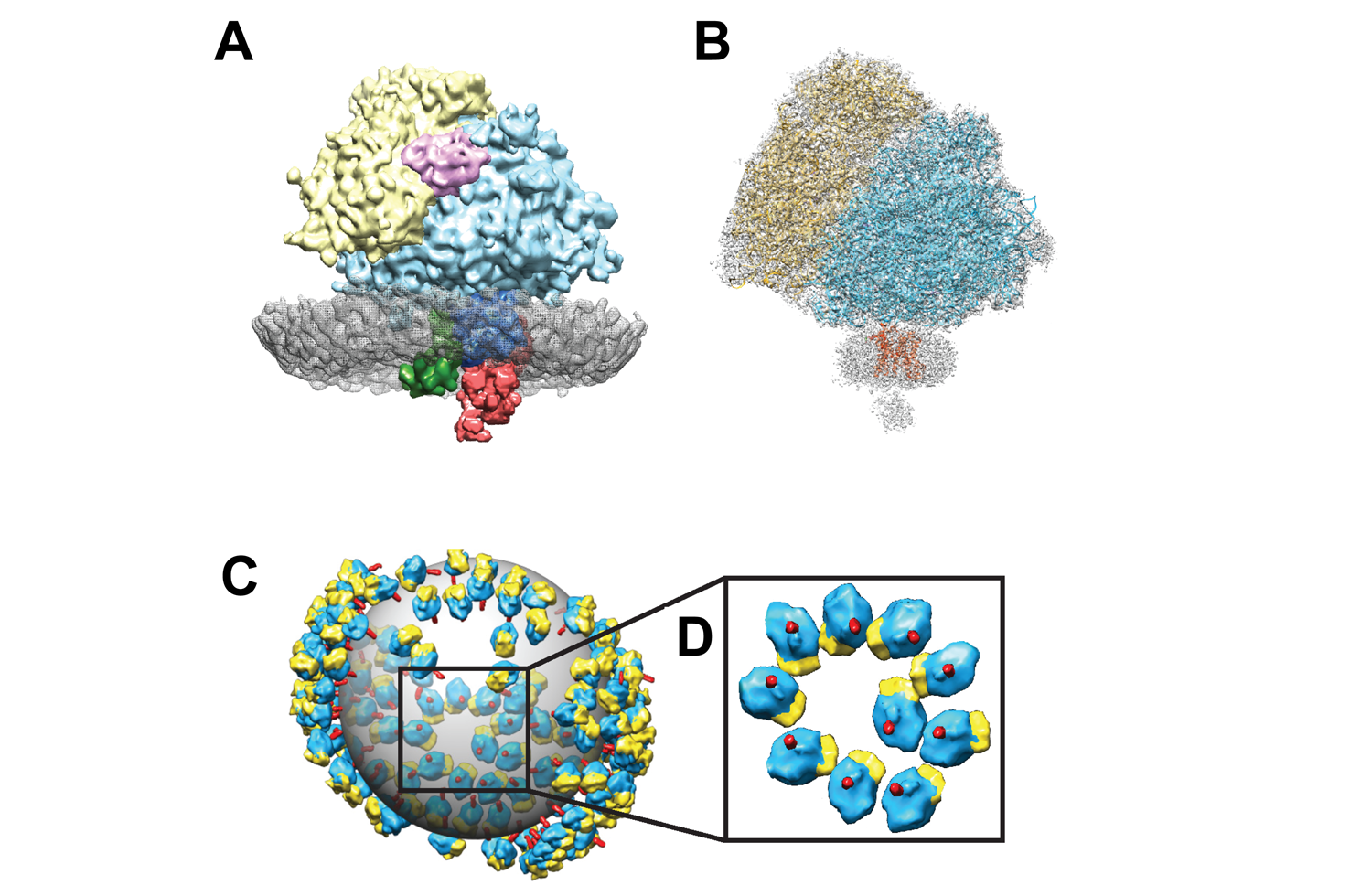 Freyberg & Colleagues Science Advances 2020