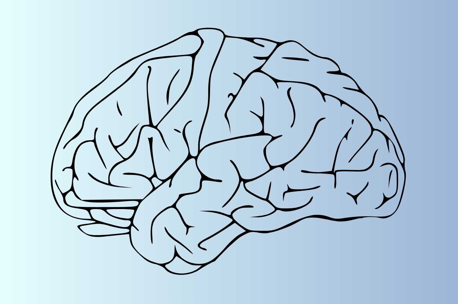 Image of Brain Image of Brain