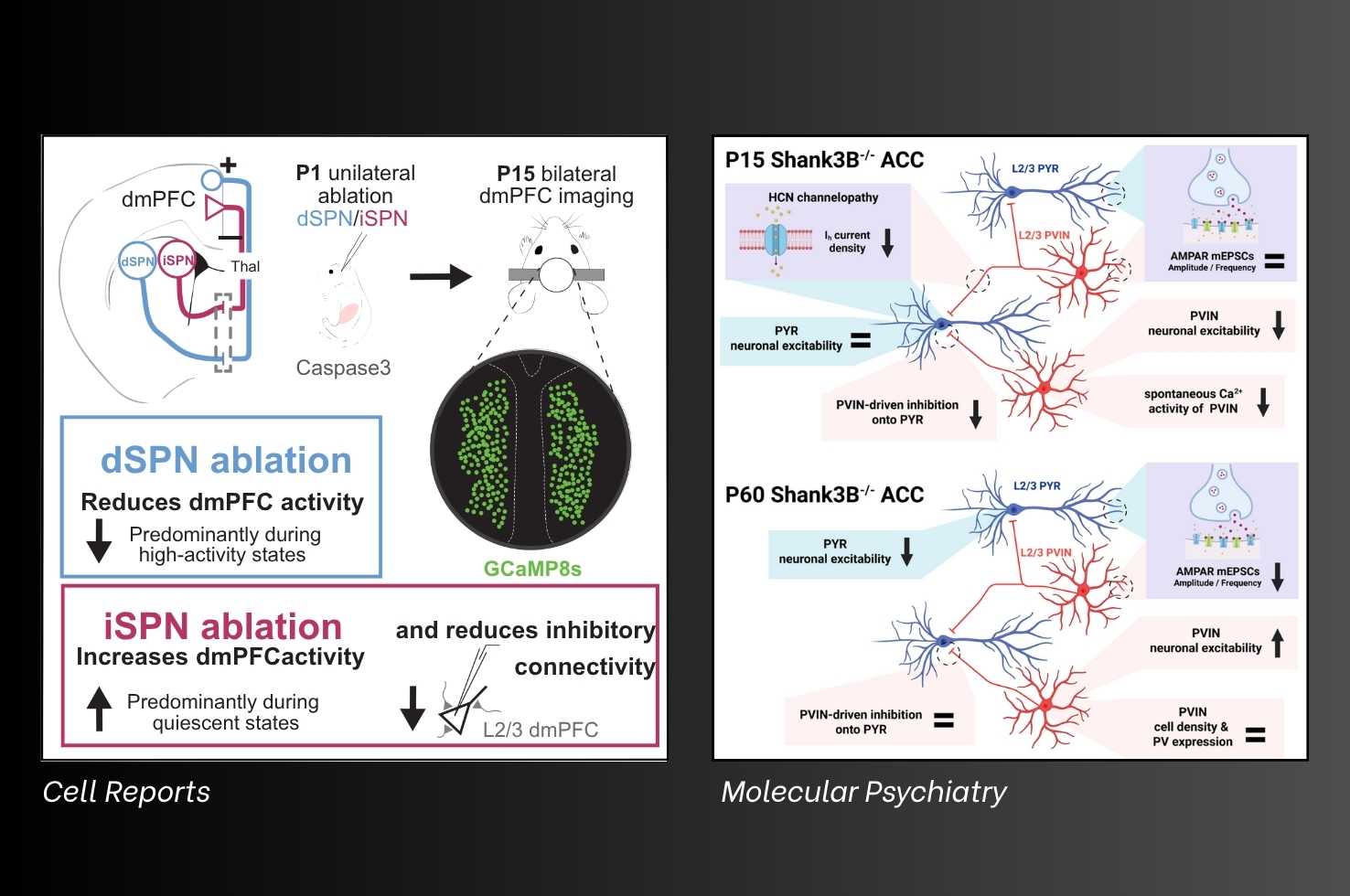 Figures from Peixoto & Colleagues 2025 Cell Reports Article