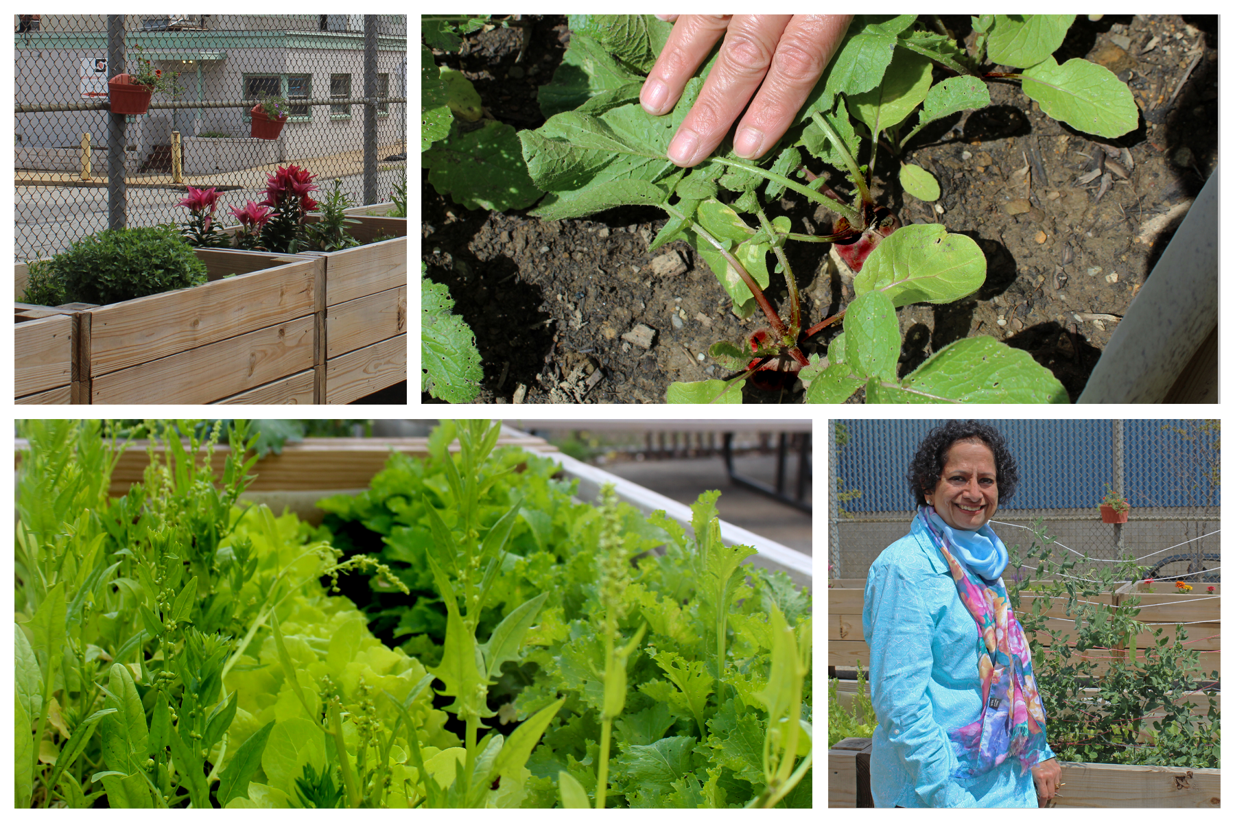 Mindfulness Garden Picture Collage