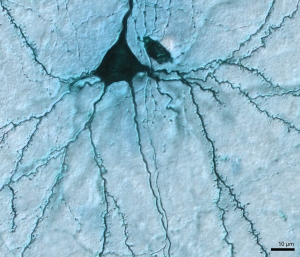 GABA Neuron