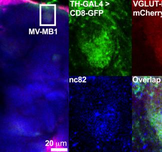 Freyberg & Colleagues Neuron 2017