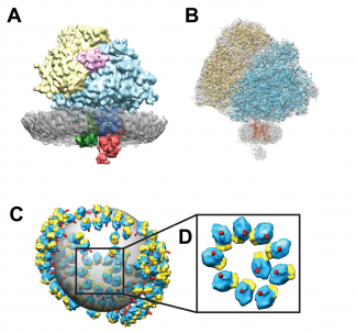 Freyberg & Colleagues Science Advances 2020