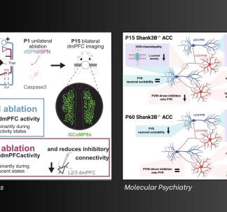Figures from Peixoto & Colleagues 2025 Cell Reports Article